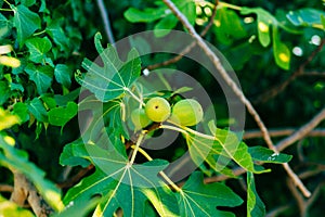 Ripened figs, green fruit. Fig trees