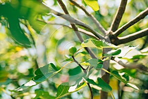 Ripened figs, green fruit. Fig trees