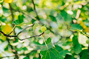 Ripened figs, green fruit. Fig trees