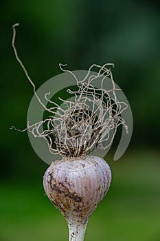 Ripened garlic with roots on a blurry green background in the garden