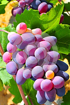 Ripened Grape