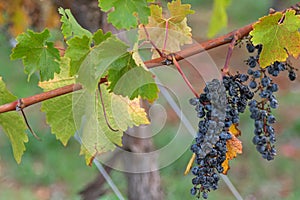 Ripened mature wine grapes growing on limestone coast in Coonawarra winery, during Autumn in Australia.