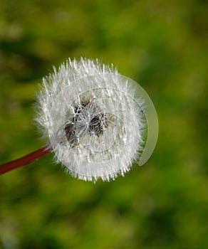 Ripened seeds. Fluffy dandelion. Dandelion in the meadow