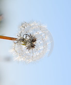 Ripened seeds. Fluffy dandelion. Dandelion in the meadow