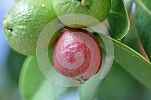 Ripened Strawberry Guava Fruit