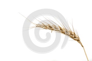 Ripened wheat ear on white background