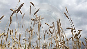 Ripened wheat field against a blue sky. agriculture business farming concept. Spikelets of wheat sway in the wind