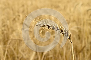 Ripened Wheat Spikelet