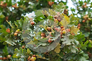 Ripening acorns on tree branch