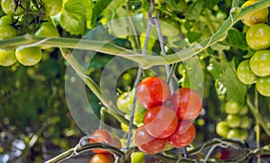Ripening and already harvest ripe tomatoes hydroponically cultivated in a glasshouse