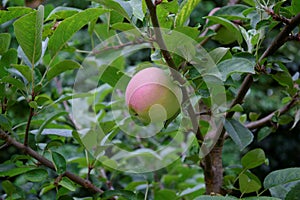 Ripening apple