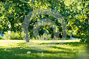 Ripening apples on apple tree branch on warm summer day. Harvesting ripe fruits in an apple orchard. Growing own fruits and