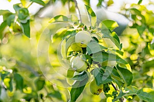 Ripening apples on apple tree branch on warm summer day. Harvesting ripe fruits in an apple orchard. Growing own fruits and
