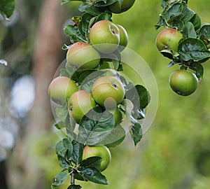 Ripening apples on the branch