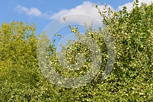 Ripening apples on the branches of an apple tree