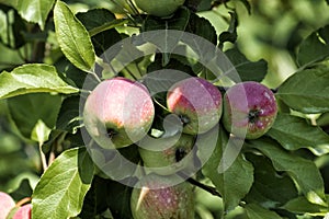 Ripening apples on a tree