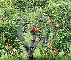 Ripening Apples on a Tree photo