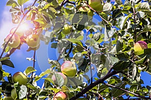 ripening apples on a tree in the garden