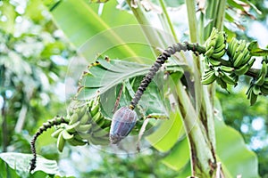 Ripening banana fruits with blue-pink bloom on banana tree