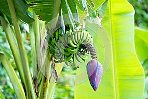 Ripening banana fruits with blue-pink bloom in front auf huge leaf on banana tree