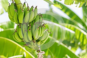 ripening bananas on a tree in banana plantation photo