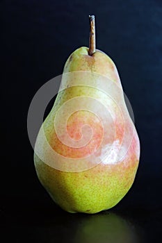 bartlett pear still life