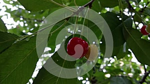 Ripening berries of a cherry buried in verdure foliage.