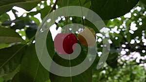 Ripening berries of a cherry buried in verdure foliage.