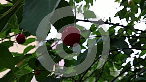 Ripening berries of a cherry buried in verdure foliage.