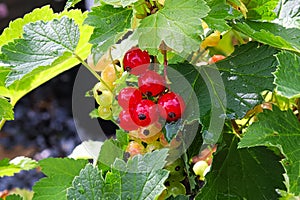 Ripening berries on a Red Lake Currant shrub