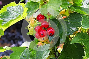 Ripening berries on a Red Lake Currant shrub photo