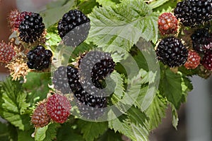 Ripening Blackberries photo
