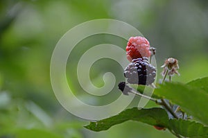 Ripening blackberries