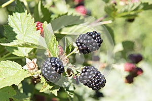 Ripening blackberries on bush in summer. Red and black blackberries. photo
