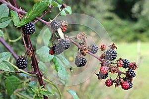 Ripening blackberries
