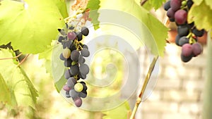 Ripening blue grapes hang on the branch in the summer garden