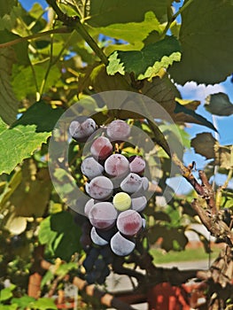 Ripening blue wine grapes