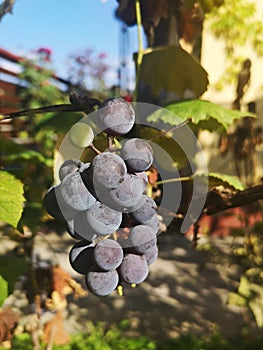 Ripening blue wine grapes