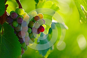 Ripening Blue Wine Grapes