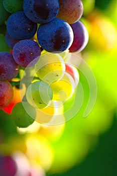 Ripening Blue Wine Grapes