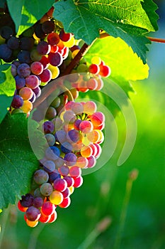 Ripening Blue Wine Grapes