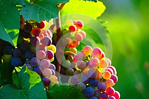 Ripening Blue Wine Grapes