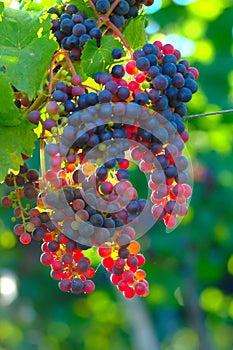 Ripening Blue Wine Grapes