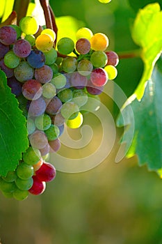 Ripening Blue Wine Grapes