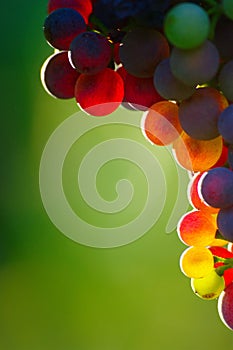 Ripening Blue Wine Grapes