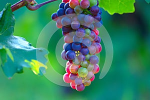 Ripening Blue Wine Grapes