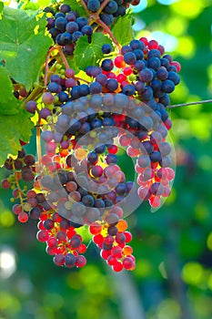 Ripening Blue Wine Grapes photo