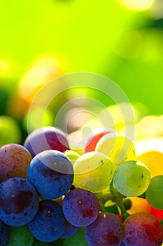 Ripening Blue Wine Grapes