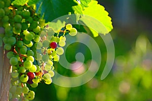 Ripening Blue Wine Grapes