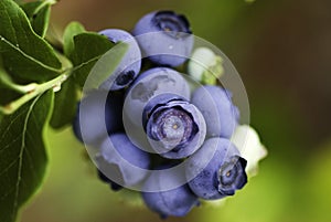 Ripening Blueberries